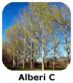 Alberi C